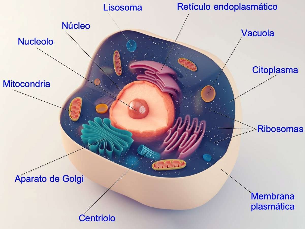 Curiosidades fascinantes de la célula eucariota