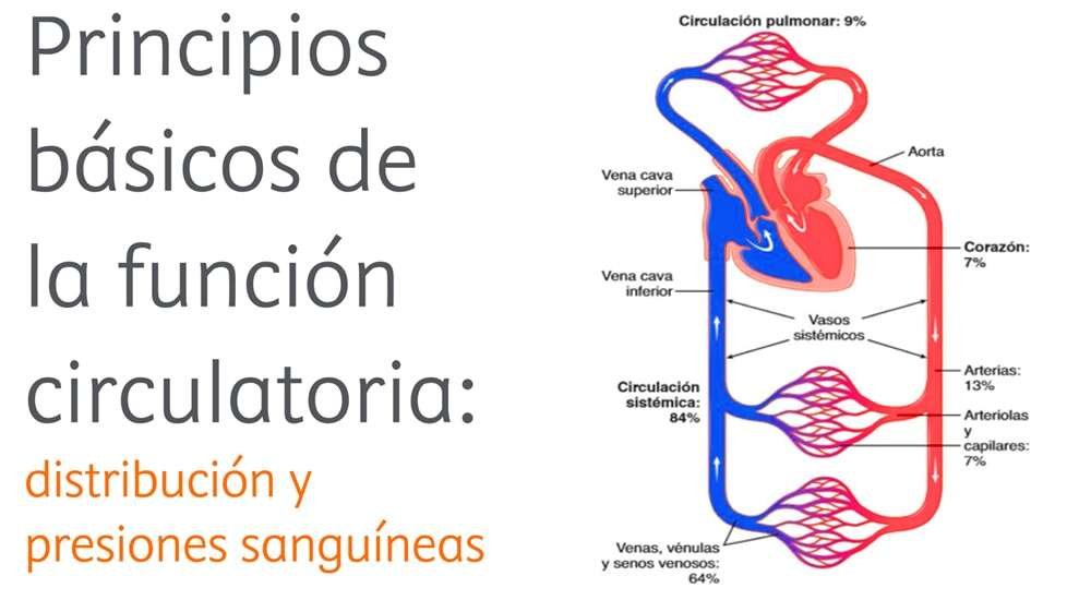 Curiosidades sorprendentes del sistema circulatorio