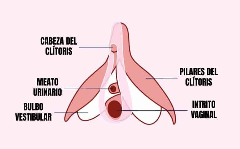 10 datos fascinantes sobre el clítoris que desconocías