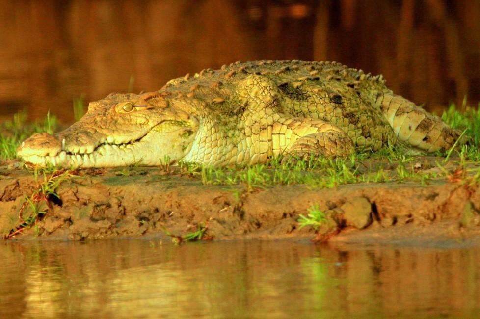 Curiosidades y características de los cocodrilos