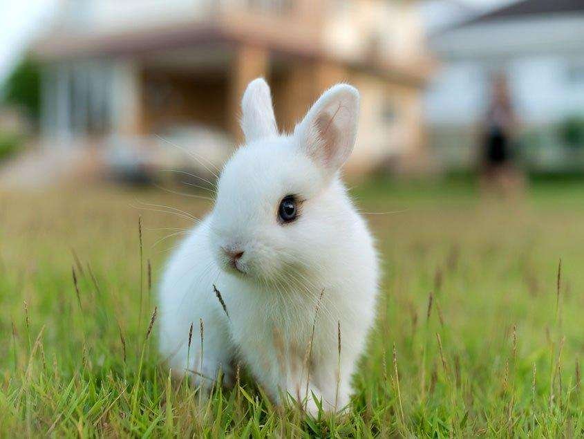 Curiosidades de conejos: todo sobre estas adorables criaturas
