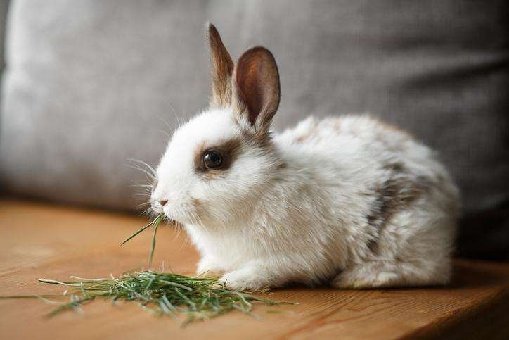 Cuidados y curiosidades de conejos enanos: Actualidad animal en fotos