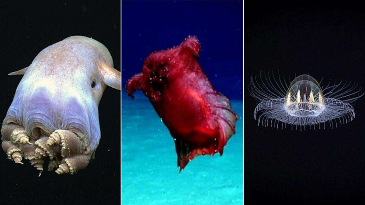 Misterios y criaturas extrañas del mar