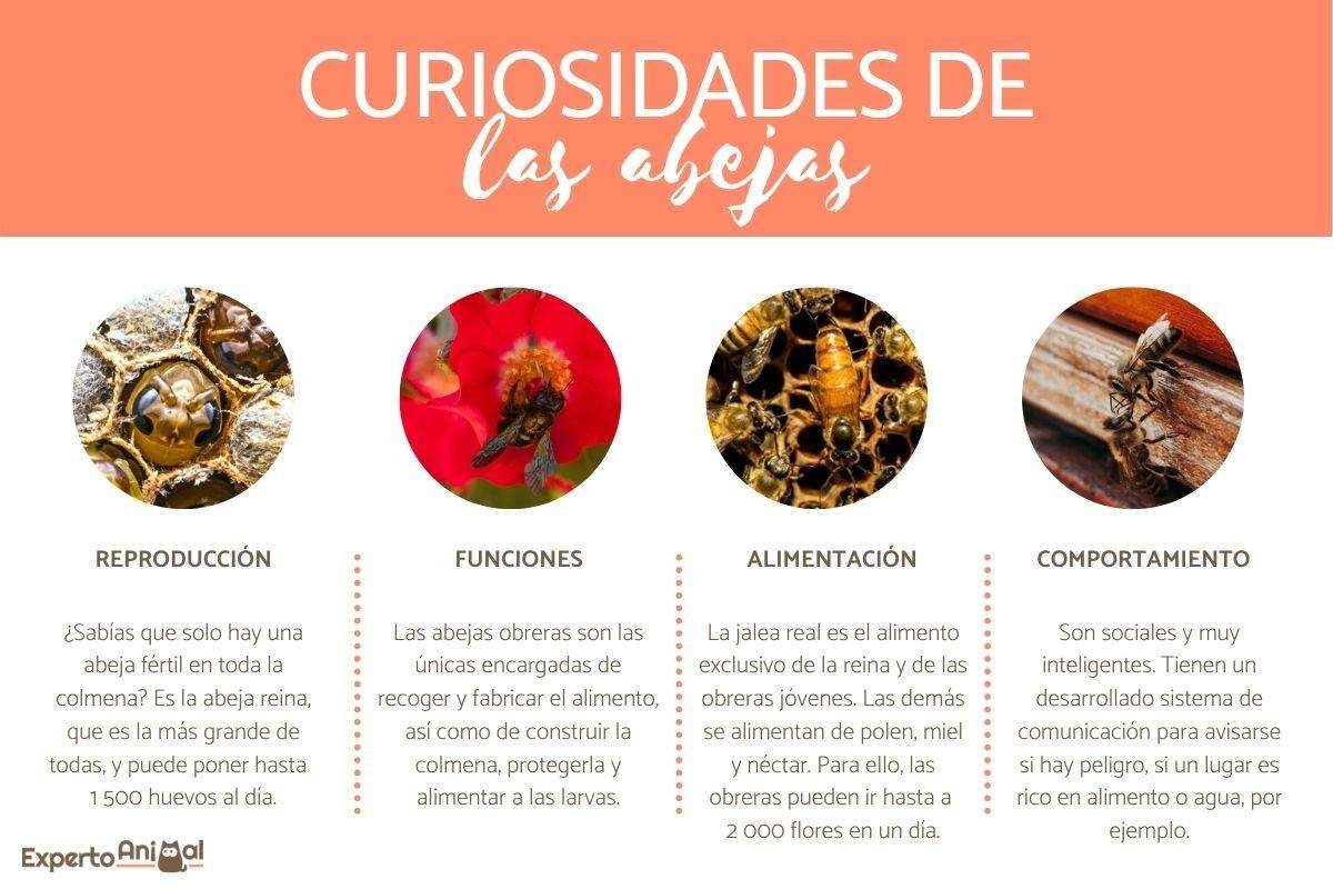 Descubre curiosidades a través de nuestros artículos de opinión