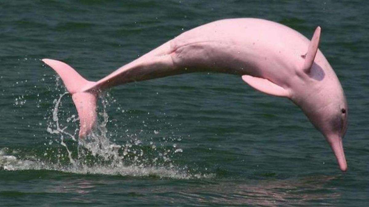 Delfín rosa de China: una especie asombrosa y poco conocida