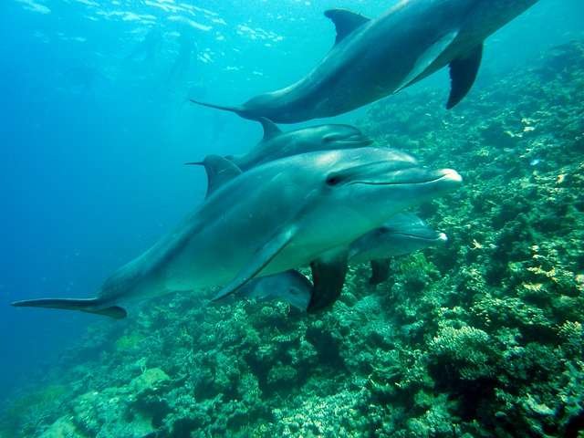 Curiosidades sobre los sonidos y conductas de los delfines