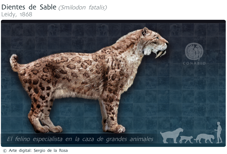 Curiosidades sobre los dientes de sable: ¡Datos fascinantes!