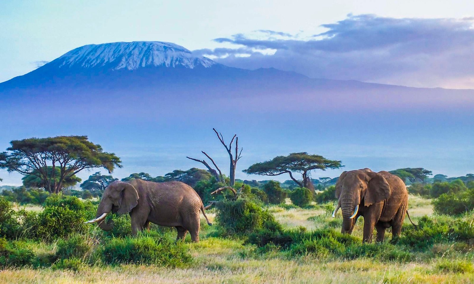 Curiosidades del elefante: el animal terrestre más inteligente