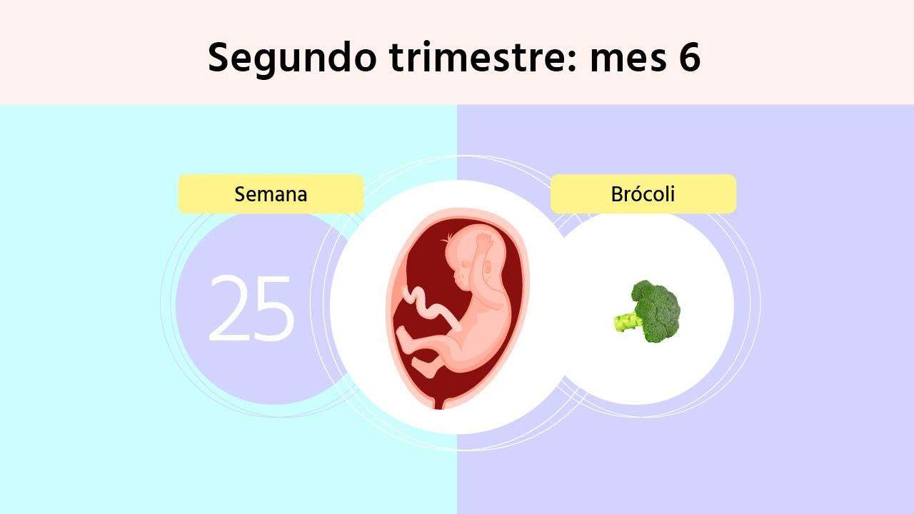 Descubre las curiosidades más interesantes de la semana 25 de embarazo