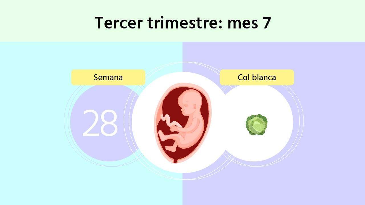 Curiosidades sorprendentes de la semana 28 de tu embarazo