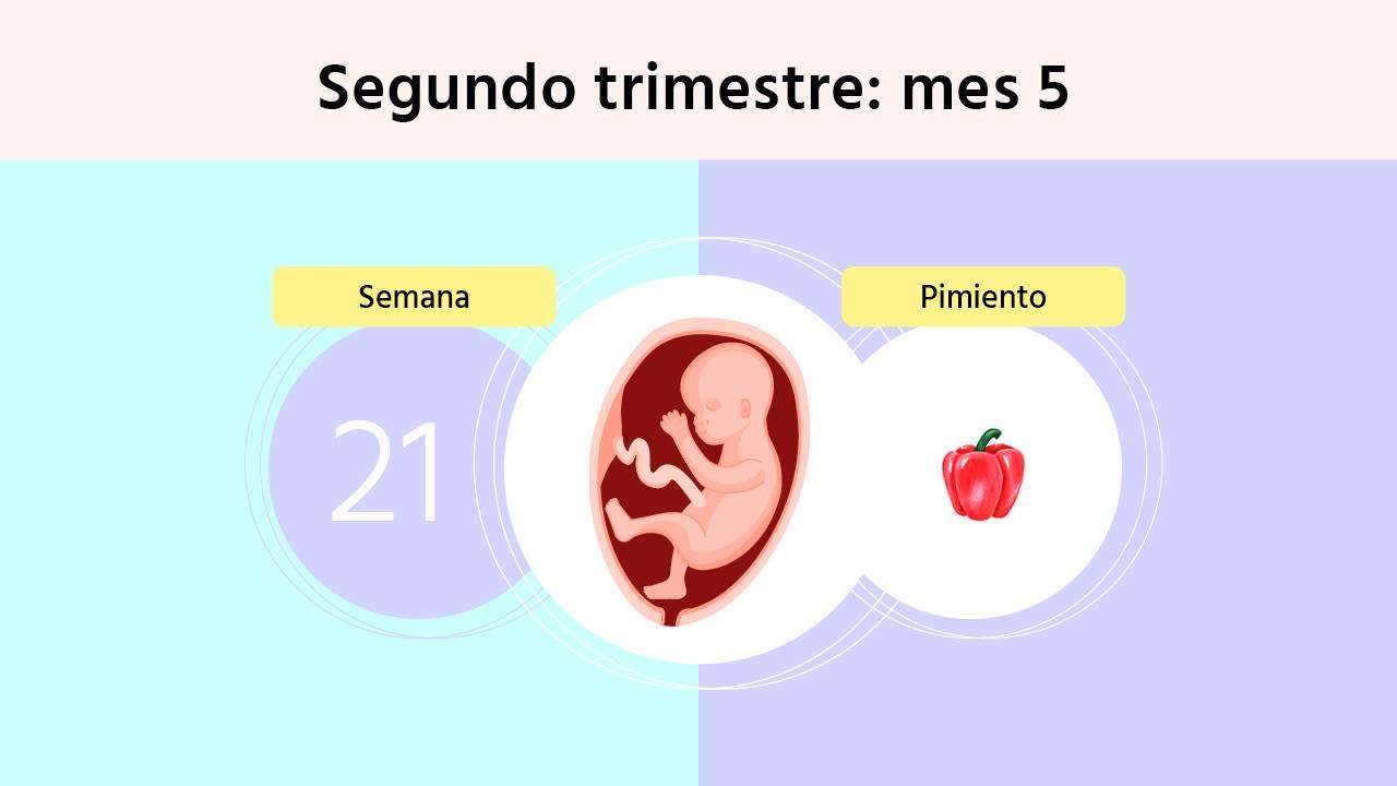 Descubre las curiosidades de la semana 21 de tu embarazo