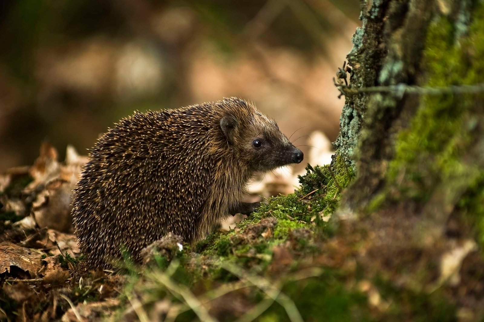 Descubre 5 curiosidades fascinantes sobre el erizo europeo