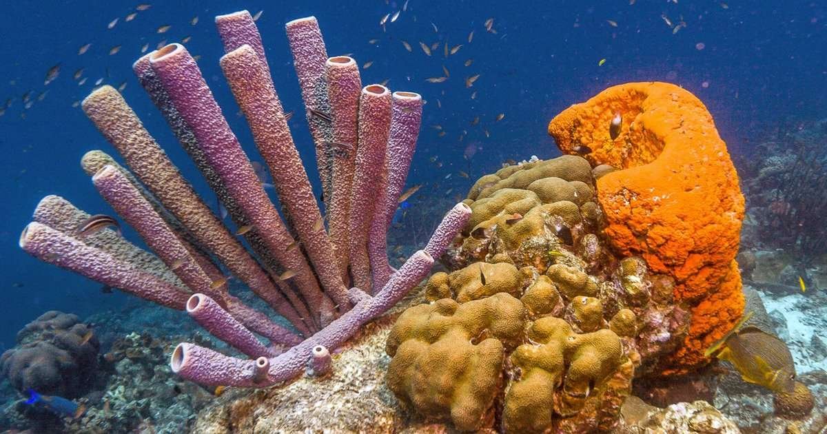 La esponja de mar: una criatura sorprendente