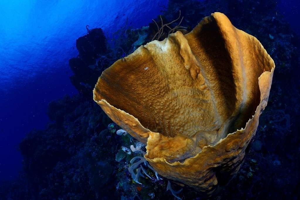 Curiosidades de la esponja oreja de elefante, un tesoro del océano