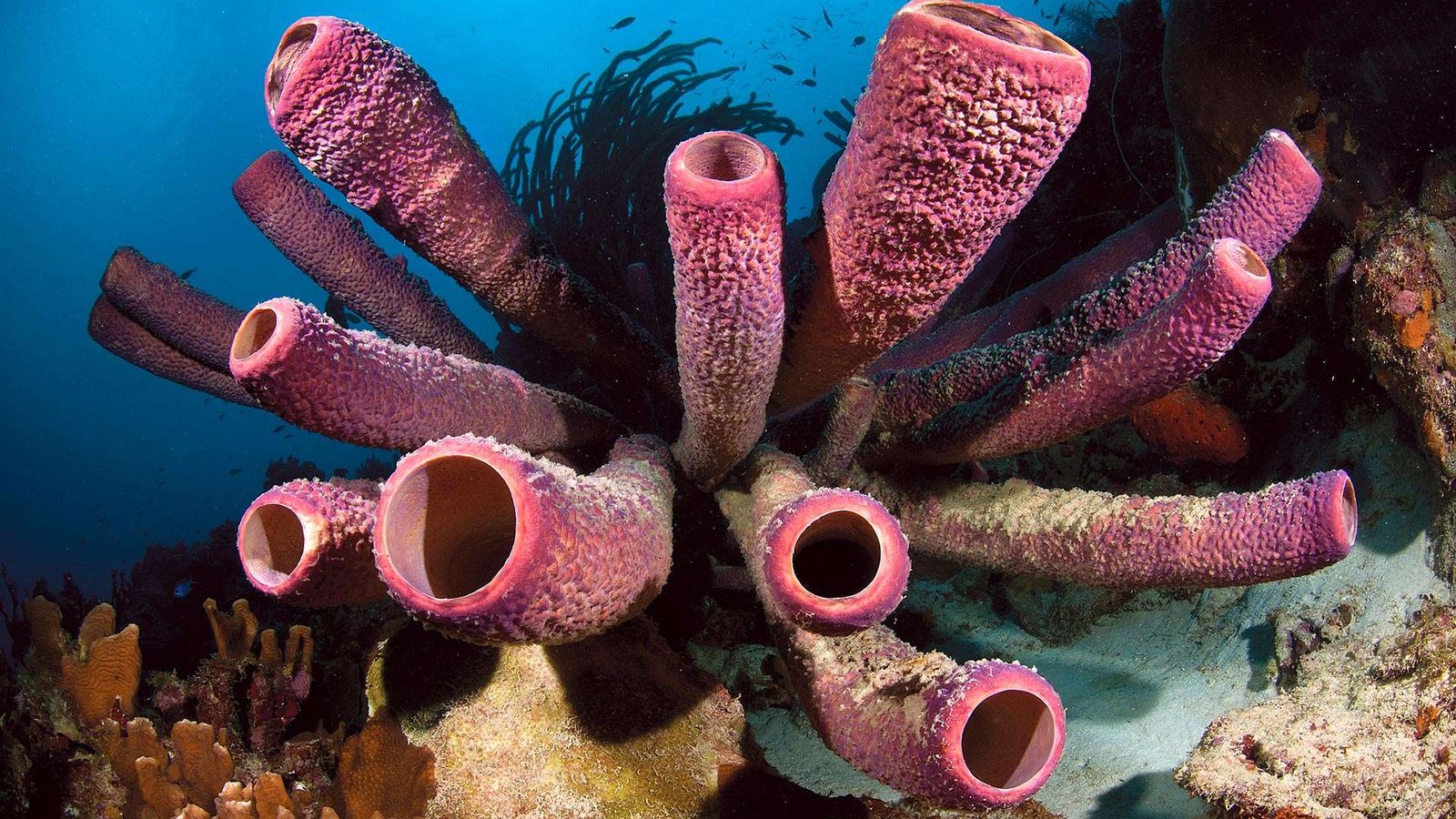Curiosidades fascinantes sobre esponjas marinas