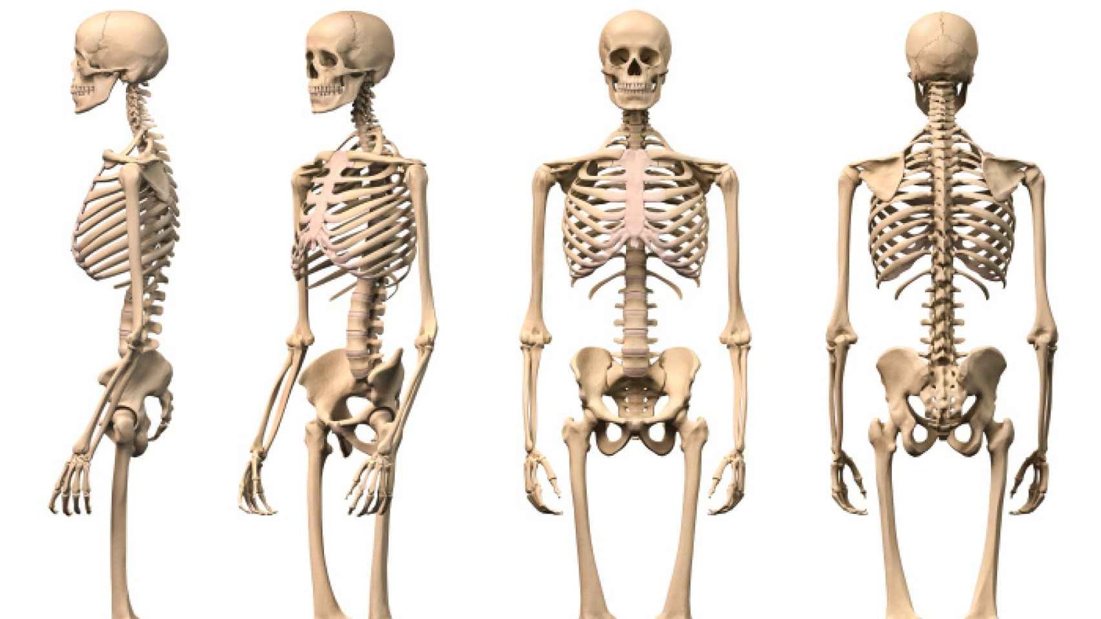 Curiosidades de los huesos del cuerpo humano