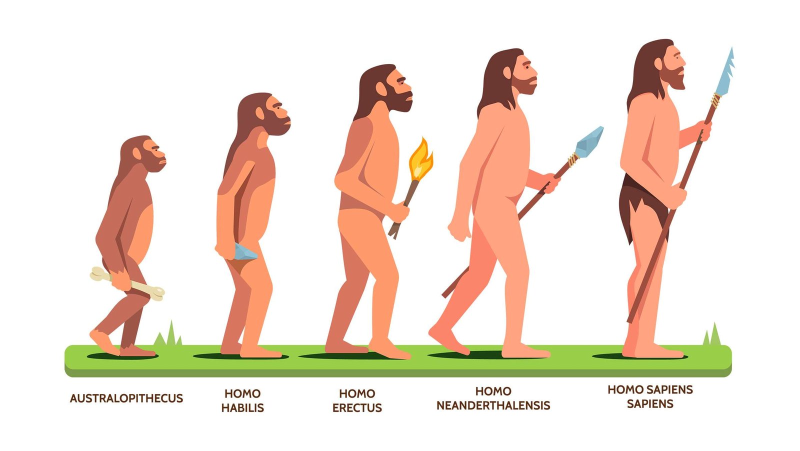 Curiosidades sobre la evolución del hombre en la Tierra