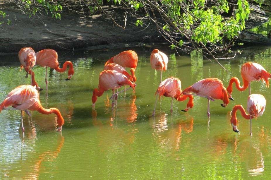 Curiosidades sobre los flamencos y su papel en la naturaleza