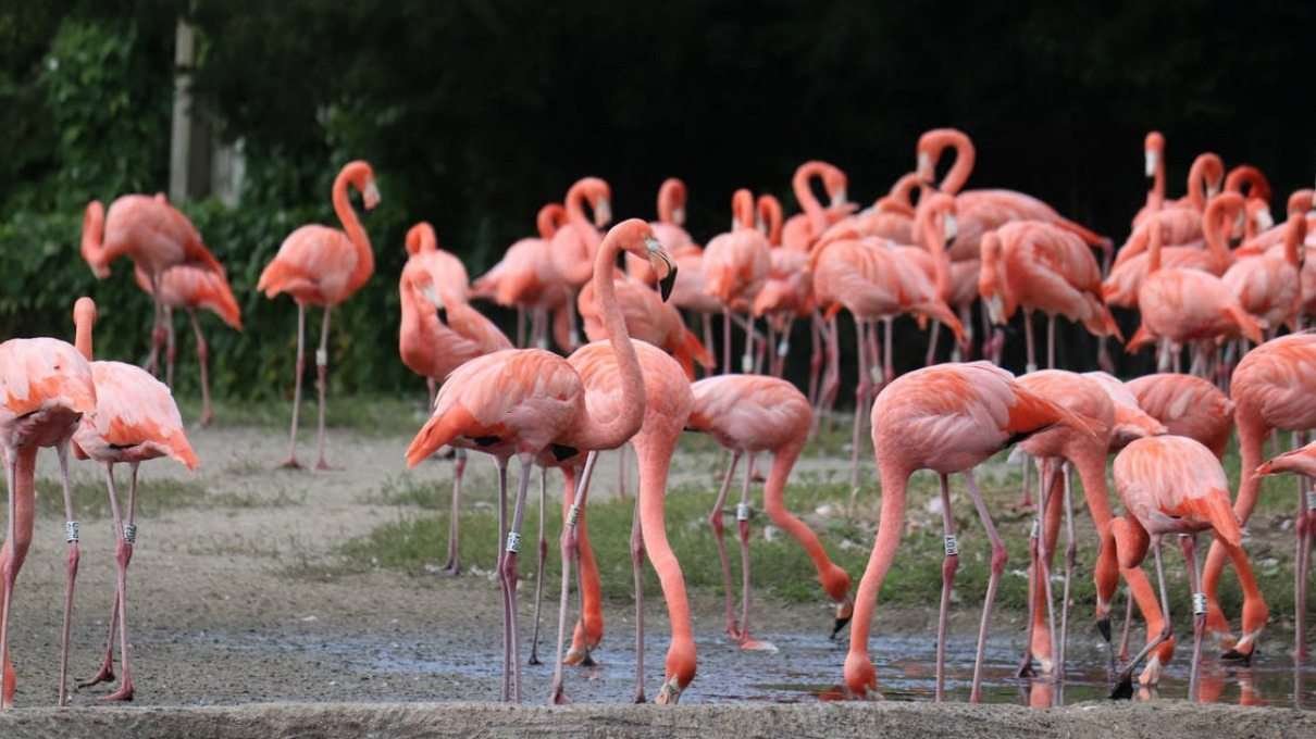 Curiosidades y maravillas de la Laguna de Fuente de Piedra