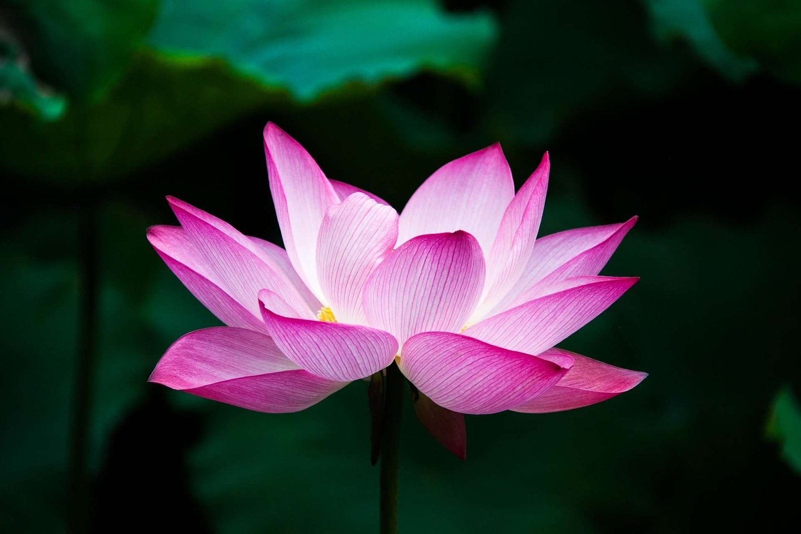 Beneficios de la flor de loto para la piel