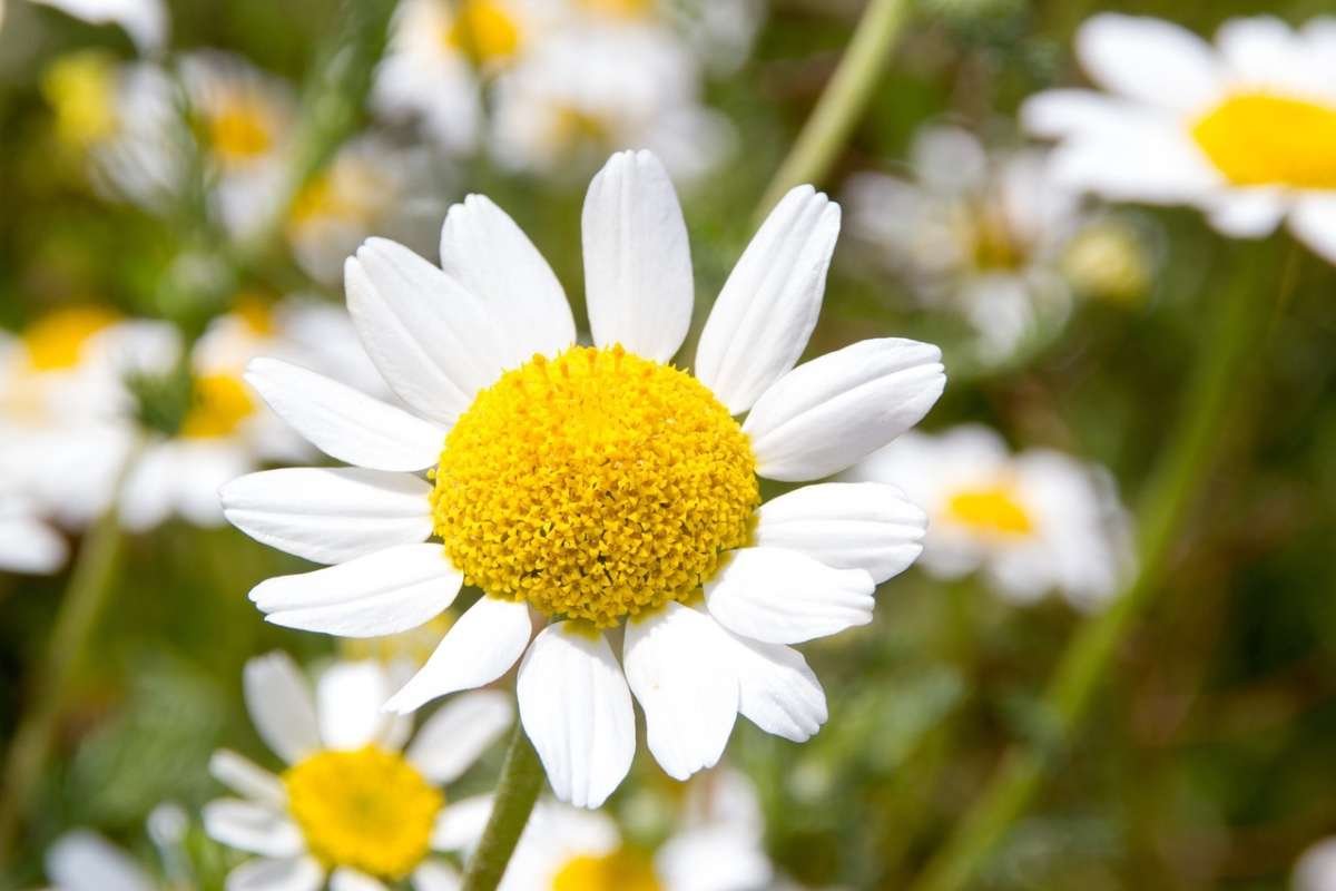 Curiosidades detrás de las margaritas, símbolo primaveral