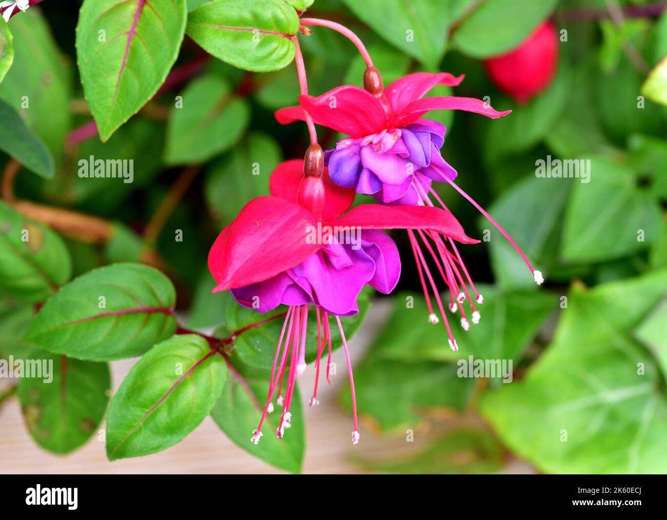 Curiosidades fascinantes de las flores: belleza y secretos naturales