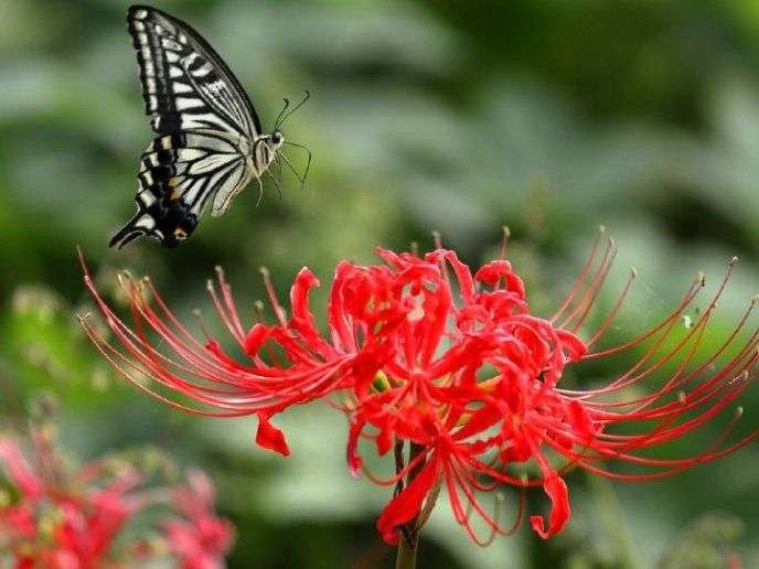 Misterios y curiosidades de la muerte entre las flores