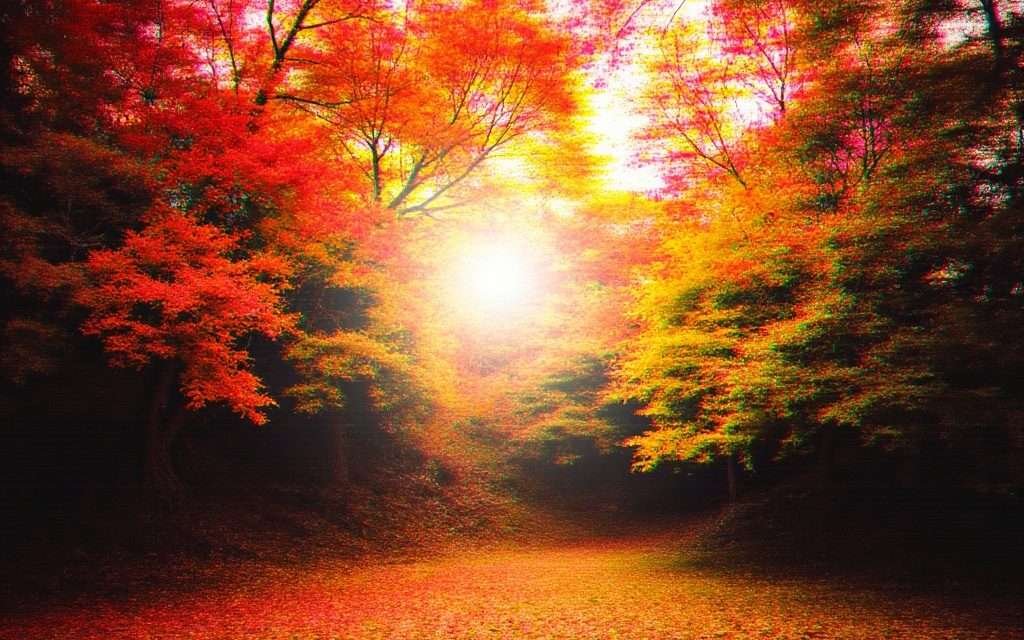 ¿Qué hace que las hojas cambien de color en otoño?
