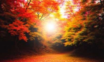 ¿Qué hace que las hojas cambien de color en otoño?