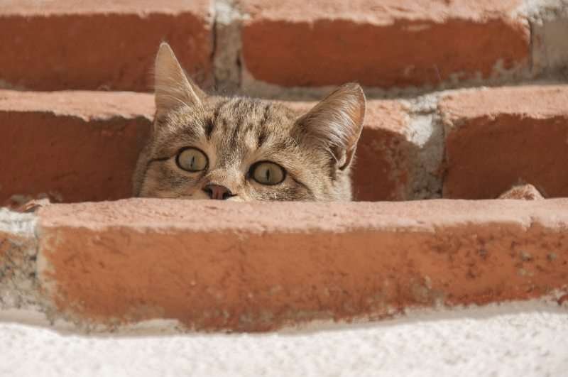 Curiosidades sobre la anatomía y características de los gatos