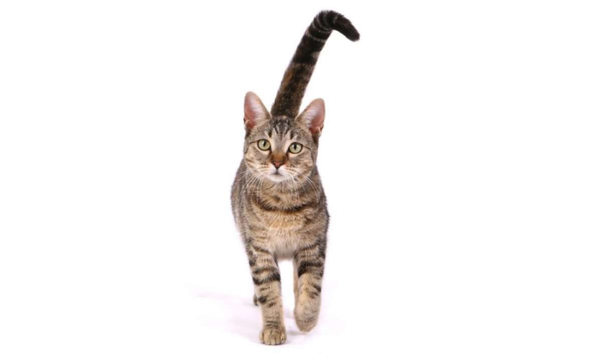 Descubre las fascinantes curiosidades del gato europeo de pelo corto