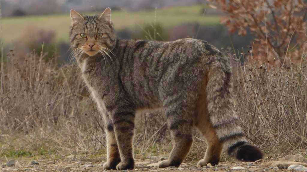 Curiosidades del gato montés en Castilla-La Mancha