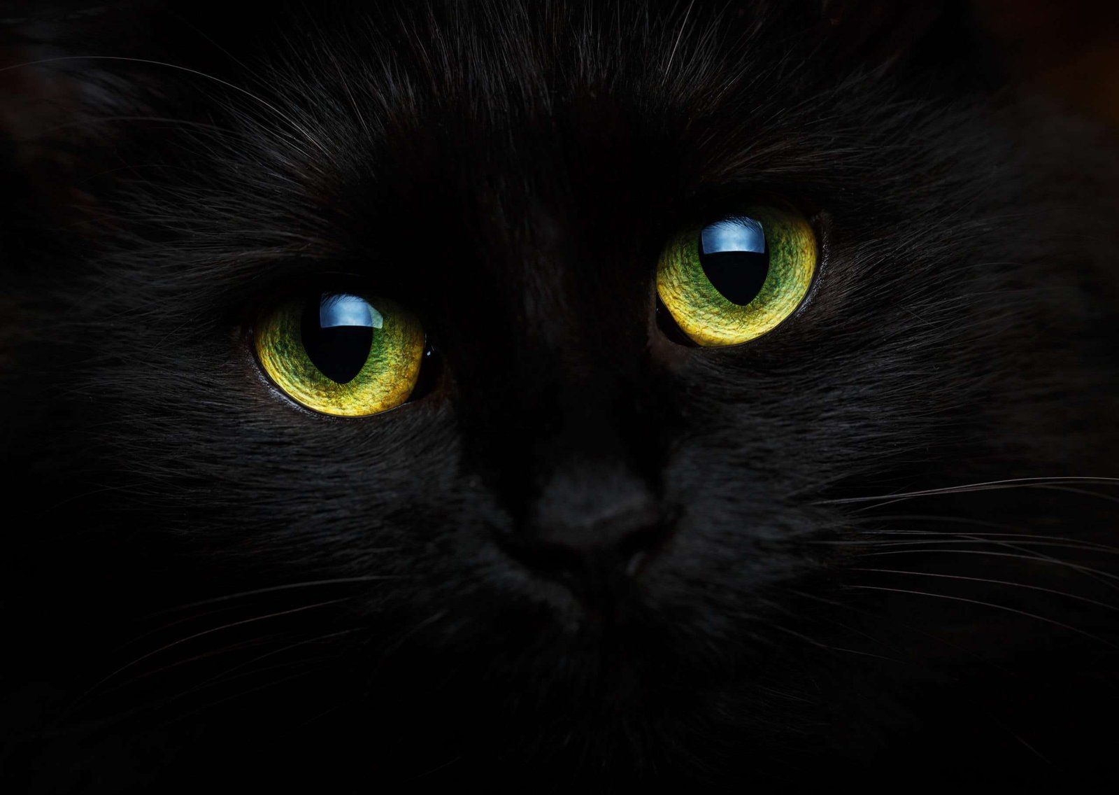 Curiosidades detrás de ‘Le Chat Noir’ de Théophile Steinlen