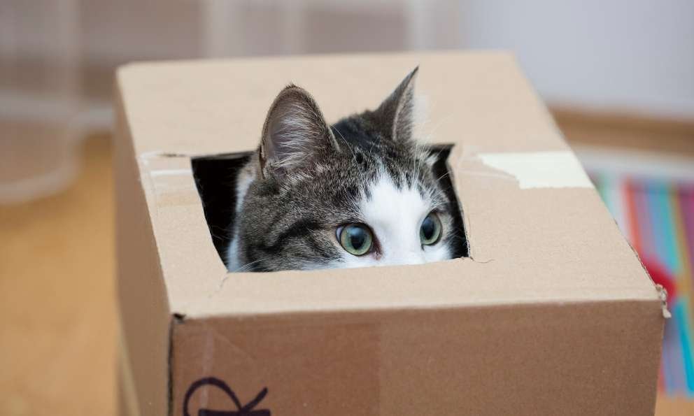 20 curiosidades fascinantes sobre gatos