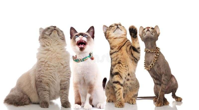 Descubre las curiosidades más divertidas de los gatos para niños