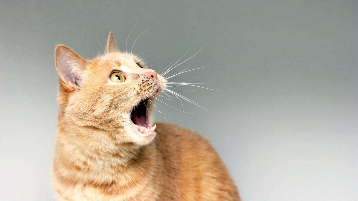 21 curiosidades fascinantes sobre gatos: comportamiento y anatomía