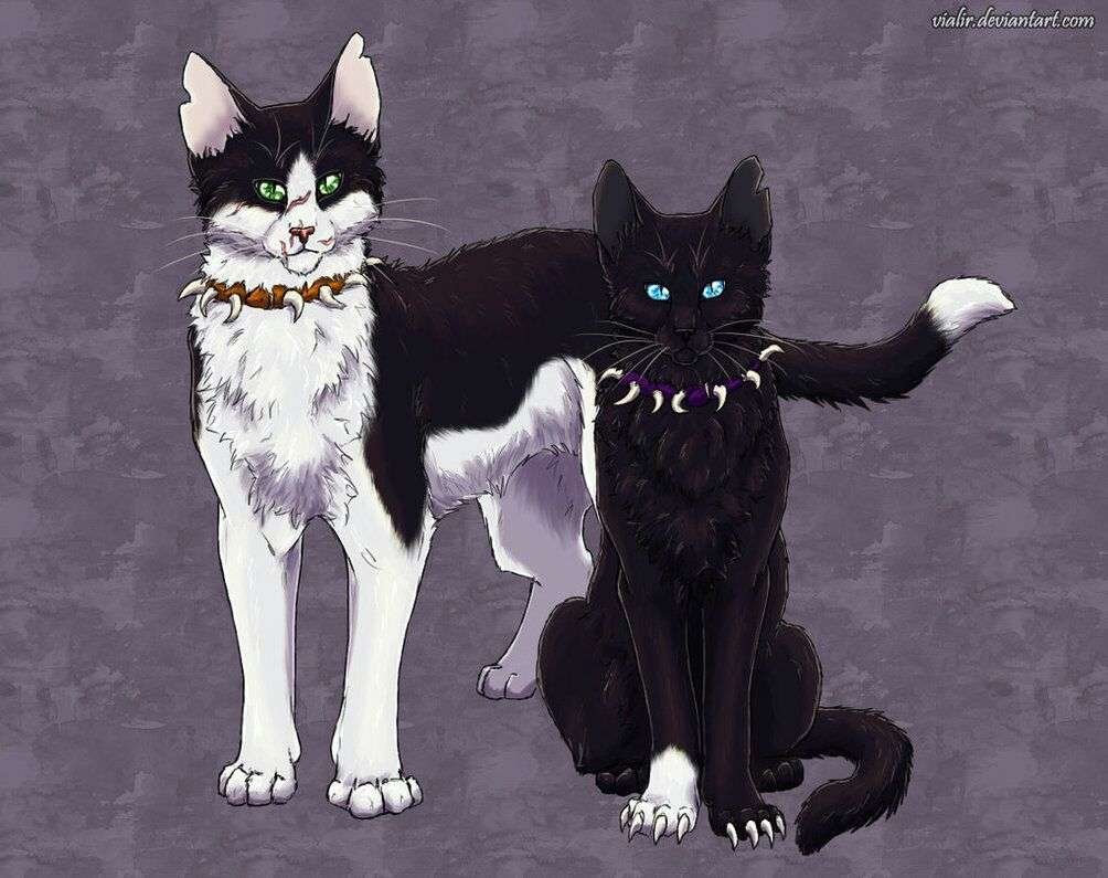 Curiosidades detrás de Gatos Guerreros en Wattpad por DomingaAstorgak