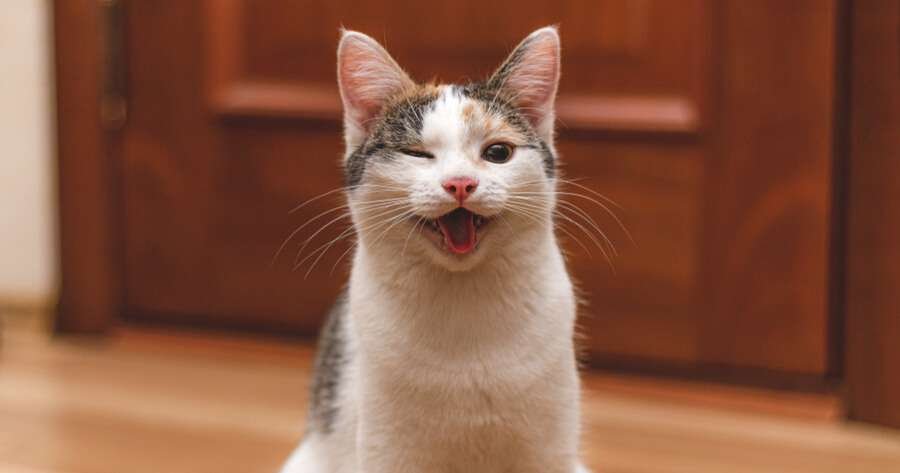 Significados detrás de los guiños de los ojos de los gatos