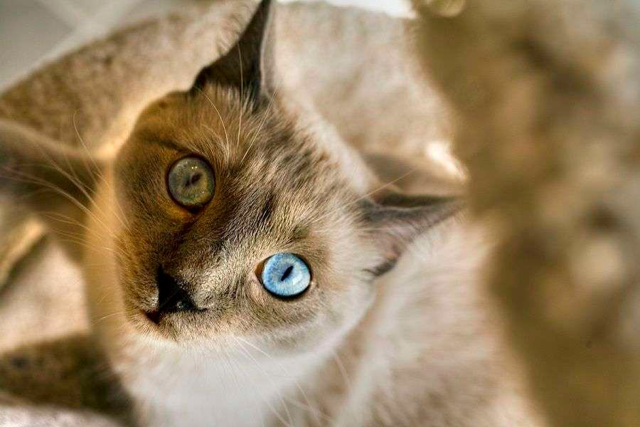 Curiosidades sorprendentes de los gatos con Happy Learning