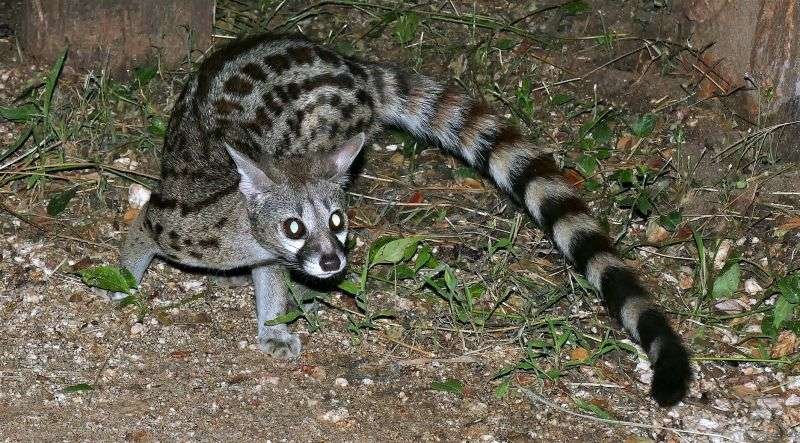 Gineta, animal curioso en fauna de Castilla-La Mancha