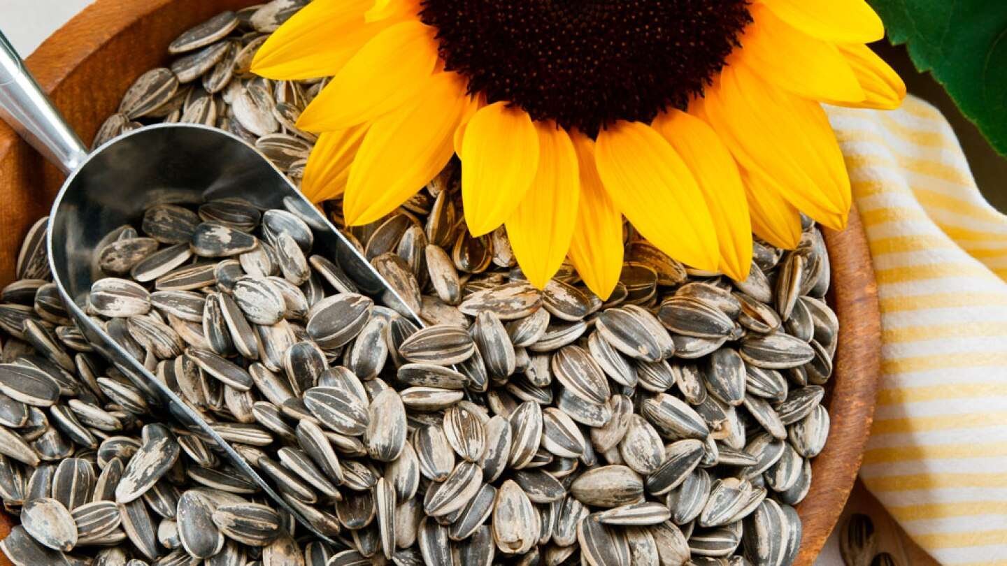 Descubre los sorprendentes usos y beneficios de las semillas de girasol