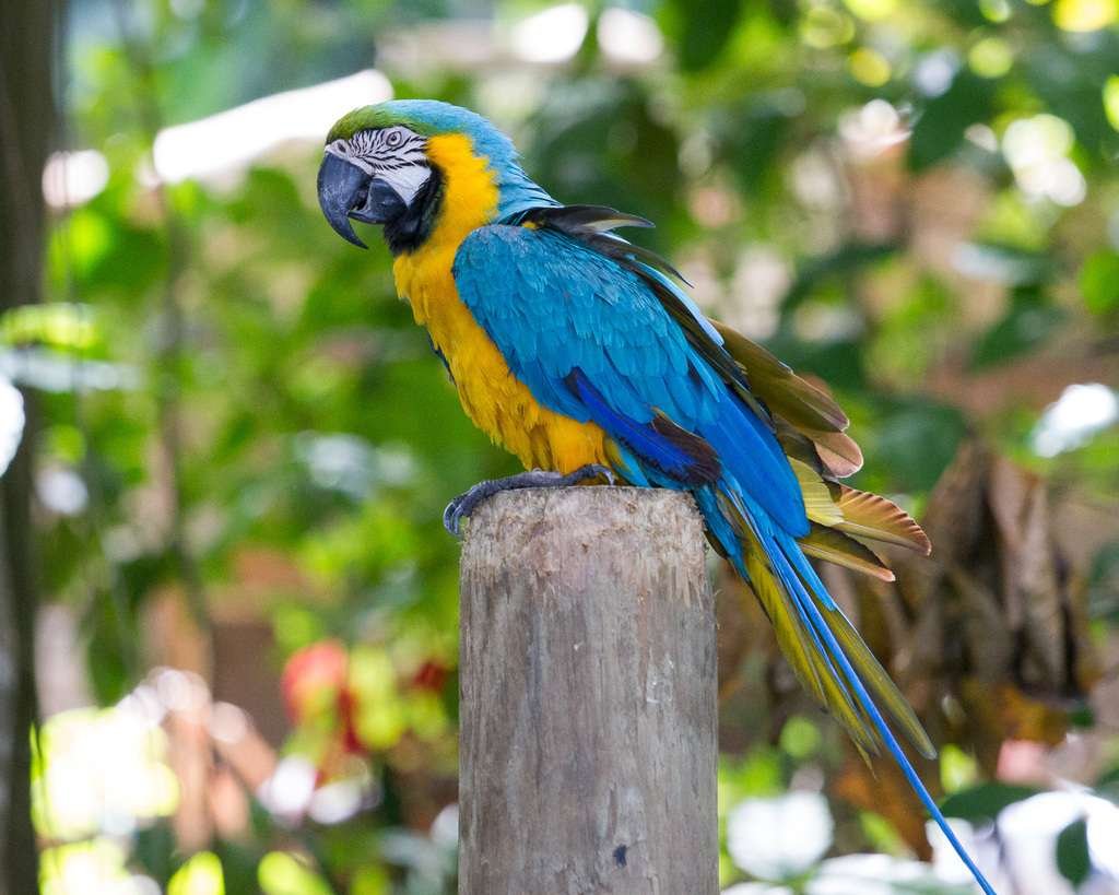 Curiosidades del guacamayo azul y amarillo, una especie impresionante