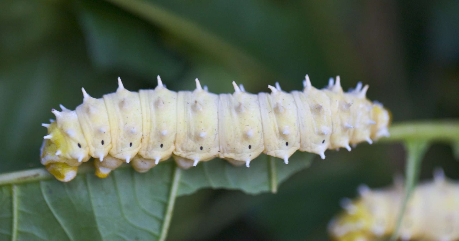 Curiosidades del gusano de seda y su producción de seda natural