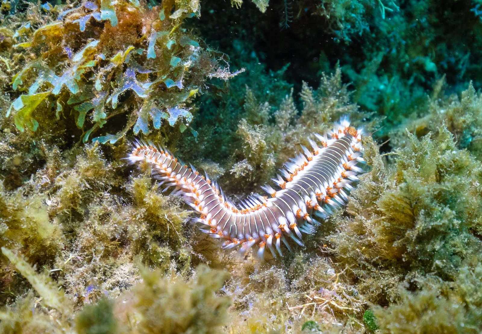 Gusanos de mar: curiosidades y su impacto en el ecosistema acuático
