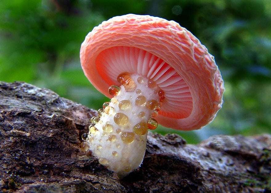 Curiosidades fascinantes sobre hongos de manera sencilla y amena