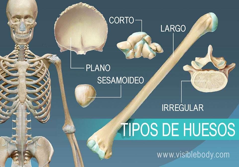 Curiosidades fascinantes sobre el tejido óseo que no conocías
