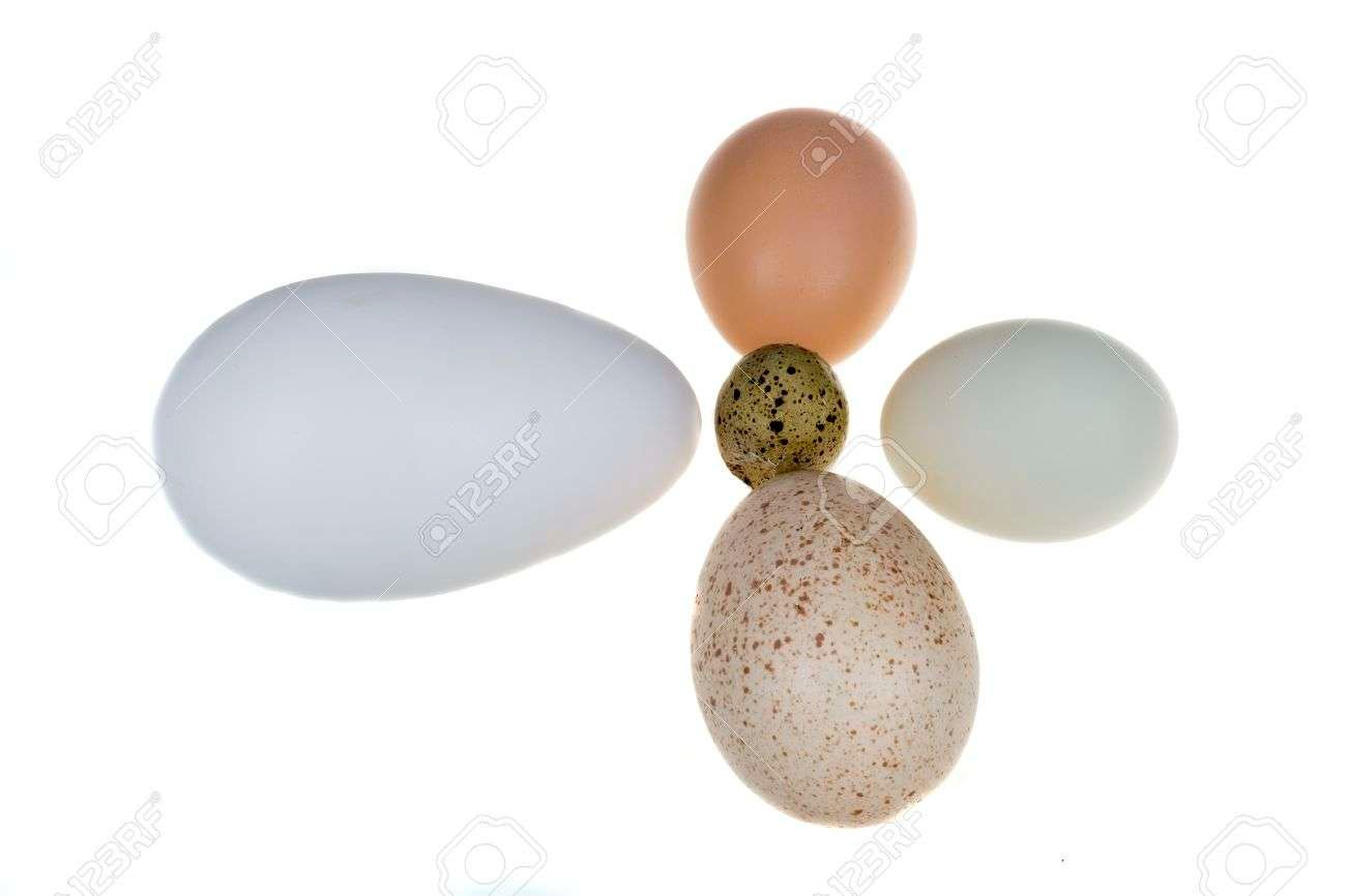 Curiosidades fascinantes de los huevos de gansos y patos