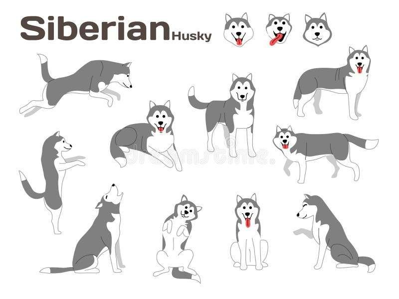Curiosidades de los huskys en imágenes para tu examen