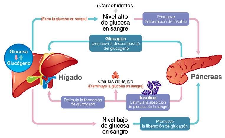 Fascinantes curiosidades sobre la insulina y el control de la glucemia
