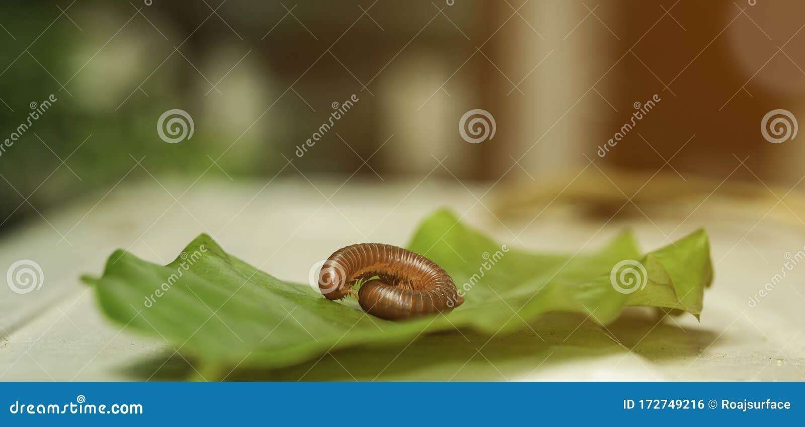 Miriápodos: animales invertebrados con múltiples patas y curiosidades